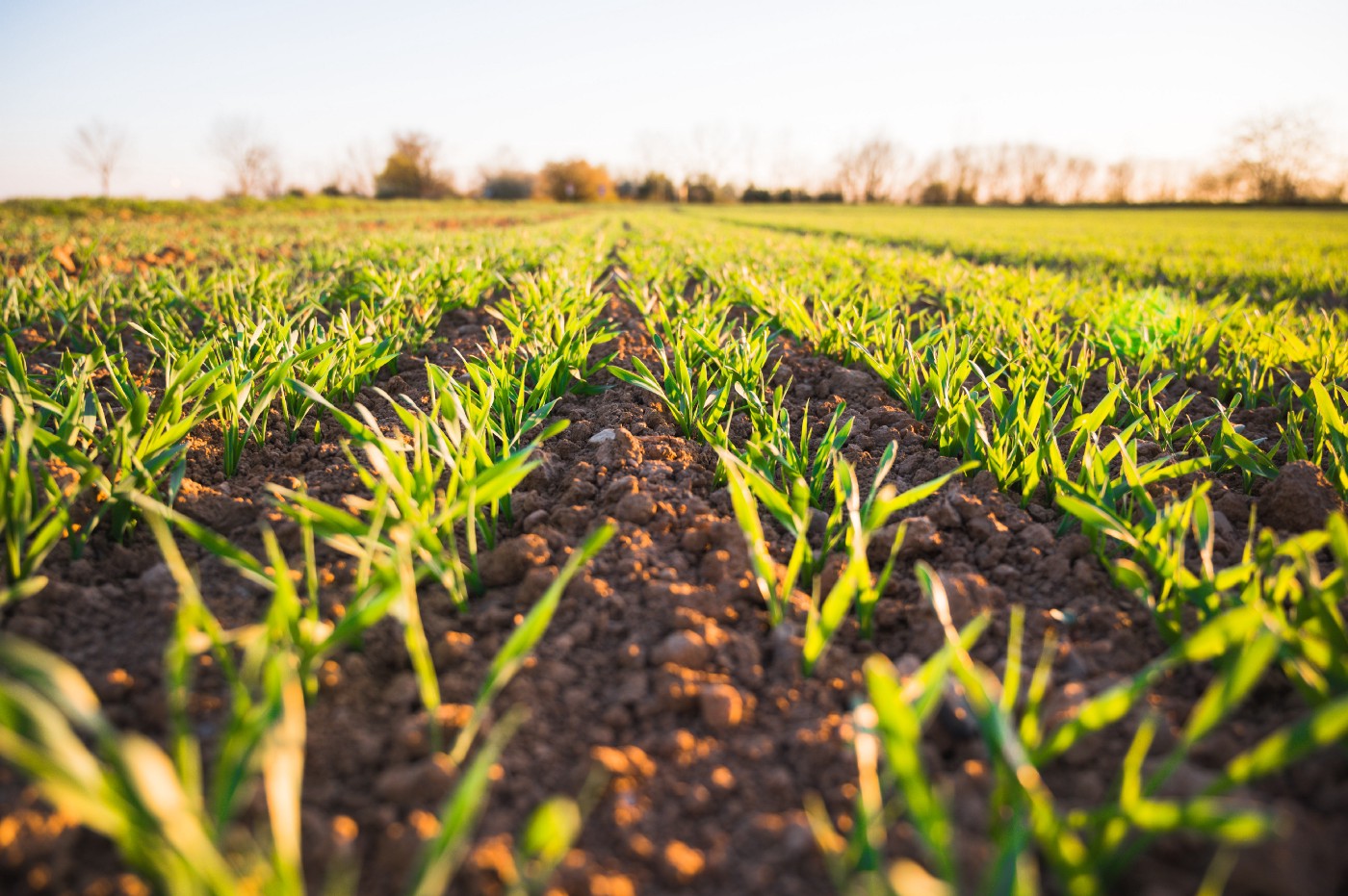  Rice Plant Disease Detection and Diagnosis Using Deep Convolutional Neural Networks and Hyperspectral Imaging